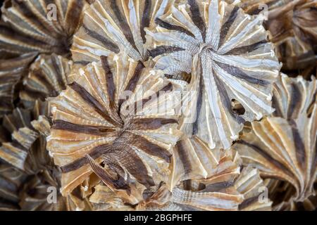 Salty dried stingray fish arranging for sale with low lighting. Stock Photo