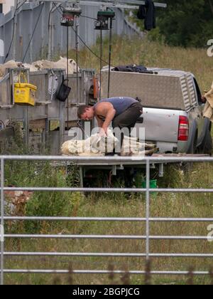 Mobile Sheep Shearers Stock Photo - Alamy