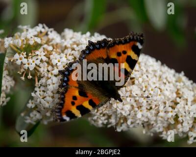 Tortoiseshell butterfly Stock Photo