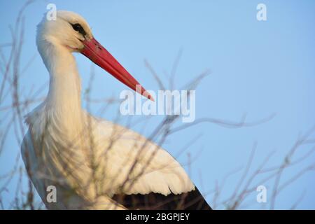 Portrait of White Stork (Ciconia ciconia) standig on nest with blue spring sky in background. Camargue, France Stock Photo