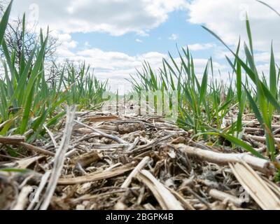 Ground level photograph of perennial rye in rows planted into corn stubble on a sunny day with white clouds. Stock Photo