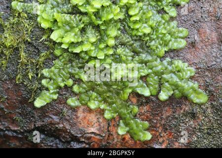 Even Scalewort moss, Radula complanata, a cannabis moss Stock Photo - Alamy