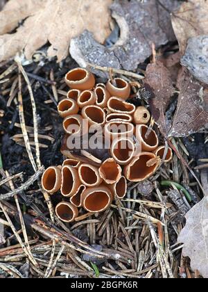 Geopyxis carbonaria, known as the charcoal loving elf-cup, dwarf acorn cup, stalked bonfire cup, or pixie cup Stock Photo