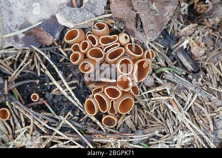 Geopyxis carbonaria, known as the charcoal loving elf-cup, dwarf acorn cup, stalked bonfire cup, or pixie cup Stock Photo