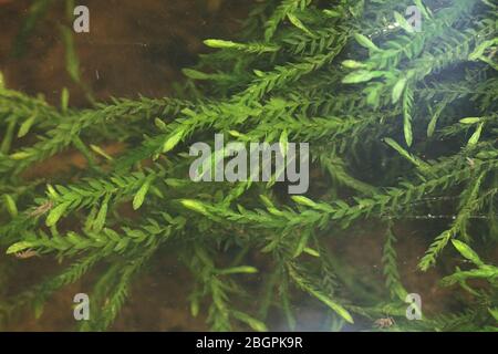Fontinalis antipyretica, known as the antifever fontinalis moss, greater water-moss, or common water moss Stock Photo