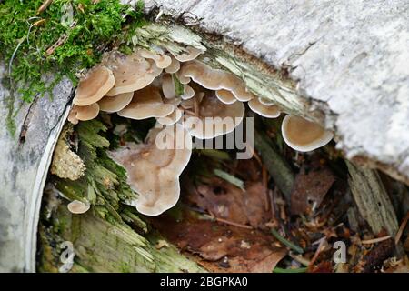 Antrodiella pallescens, a polypore from Finland with no common english name Stock Photo