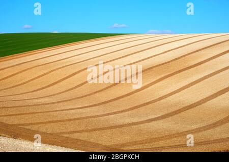 Curved lines and graphical shapes of a ploughed field with a blue sky and white fluffy clouds of the rolling farmland on the Sussex downs, Sussex, Eng Stock Photo