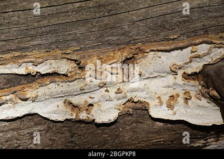 Antrodia serialis, known as serried crust, wild fungus from Finland Stock Photo