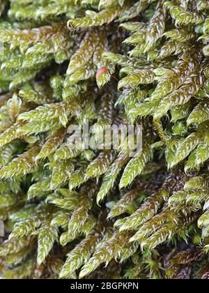 Hypnum cupressiforme, known as the cypress-leaved plaitmoss or hypnum moss Stock Photo
