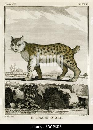 Canada lynx or Le Lynx de Canada.  Engraving created in 1700s for French naturalist, Georges-Louis Leclerc, Comte de Buffon (1707-1788), from a drawing by French wildlife artist, Jacques Henri E. De Sève (fl.1742-1788).  The engraving appeared in Buffon’s influential work on natural history, the 36-volume 'Histoire Naturelle, générale et particulière …’,  published between 1749 and 1788. This illustration, later coloured by hand, comes from the rare 1780 French edition of the ‘Histoire’. Stock Photo