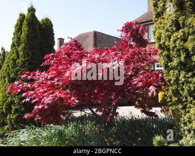 Coronavirus Deserted streets. Magnificent Acer Trees in their full Springtime glory. Nature's abundance never more beautiful. Stock Photo