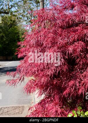 Coronavirus Deserted streets. Magnificent Acer Trees in their full Springtime glory. Nature's abundance never more beautiful. Stock Photo