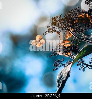 Texture on dry hydrangea flowers with beautiful sun light Stock Photo