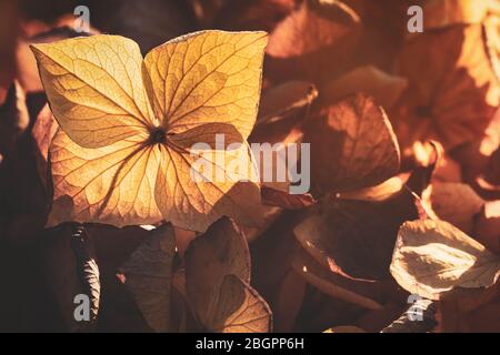 Texture on dry hydrangea flowers with beautiful sun light Stock Photo