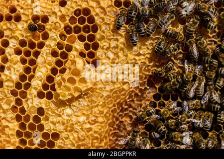 Many Carniolan honey bees (Apis mellifera carnica) crawling on a honeycomb, some of the cells sealed Stock Photo