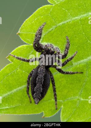 grey and black jumping spider in egg sac - Platycryptus californicus 