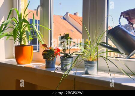 Hand with water can watering indoor plants on windowsill. Home gardening, love of plants indoors. Watering house plants using a watering can. Flowers Stock Photo