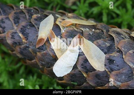 Seeds of Norway spruce, Picea abies, on top of a spruce cone, photographed in April Stock Photo