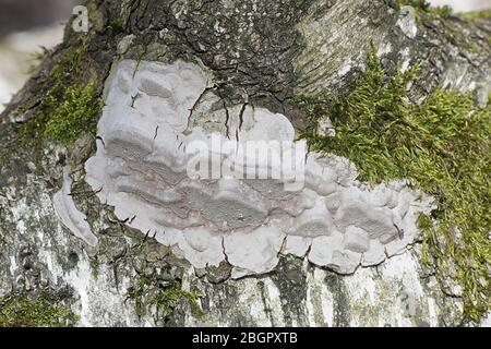 Phellinus laevigatus, known as  Smooth Bristle Bracket, wild fungus from Finland Stock Photo