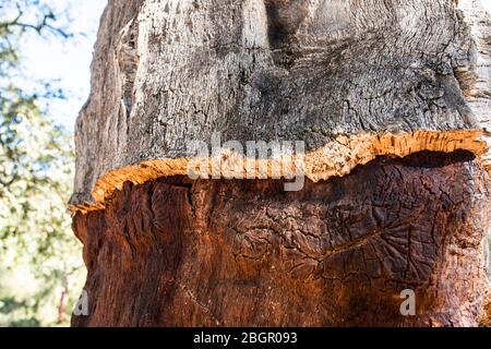Cork tree farming in Huelva Stock Photo