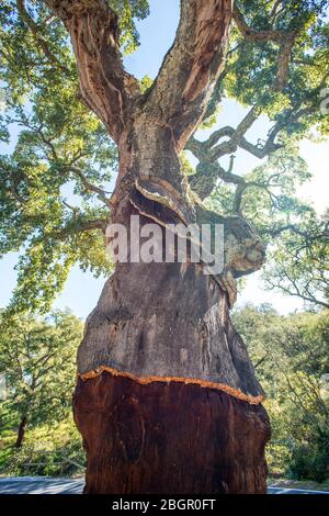 Cork tree farming in Huelva Stock Photo