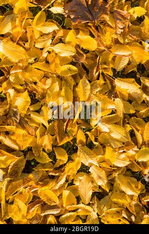 Bright golden colour of autumn beech tree leaves on forest floor Stock Photo