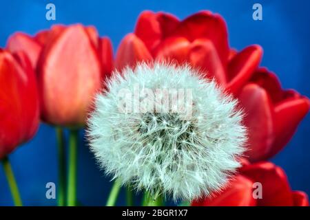ripe dandelion fruit on a background of red tulips during spring Stock Photo