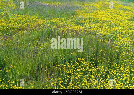 Bright yellow buttercups - Ranunculus - and grasses in a meadow in spring / early summer in The Cotswolds, Oxfordshire, UK Stock Photo