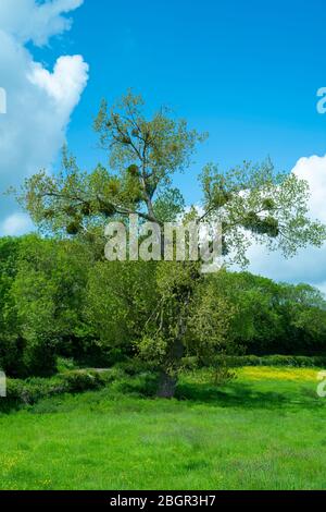 Mistletoe, Viscum album - popular at Christmas - a hemiparasite growing in likely a Black Poplar host tree in Gloucestershire, UK Stock Photo