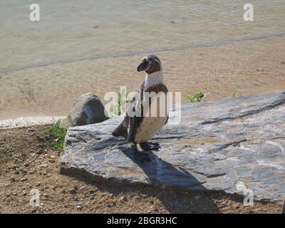 Humboldt penguin Spheniscus humboldti standing next to pool in sunlight on stone surface Stock Photo