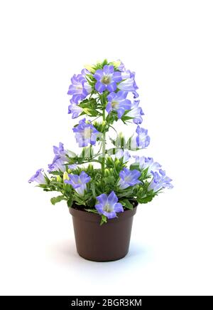 Blooming bluebells, campanula, isolated against white background Stock Photo