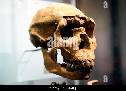 Turkana Boy or Nariokotome Boy. KNM-WT 15000.  Skull. Lake Turkana, Kenya. Stock Photo