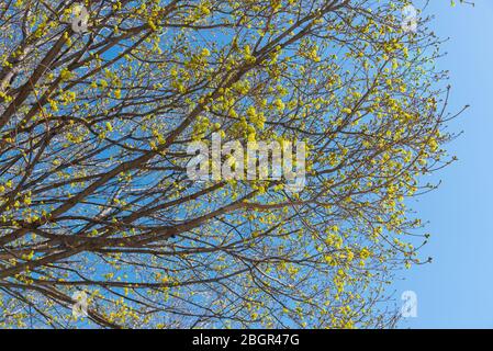 Yellow flowering maple tree branches against blue sky Stock Photo