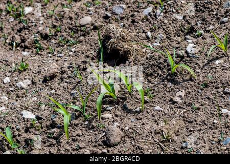 Green shoots of new growth of a crop in an agricultural field in Cumbria England Stock Photo