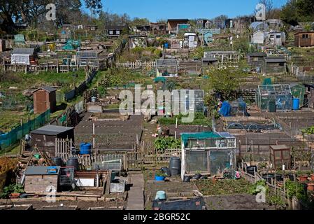 Allotments at Warriston, Edinburgh, Scotland, UK. Stock Photo