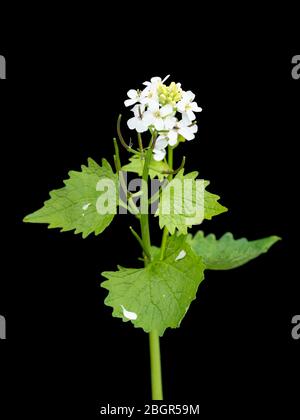 UK wildflower, Jack by the hedge or garlic mustard, Alliaria petiolata, flowering against a black background