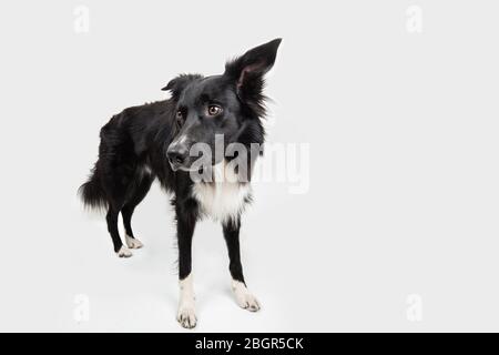 Close up portrait of purebred dog funny emotion. Looking up attentive staring, waiting for food. Astonished Border Collie expression, adorable pet iso Stock Photo