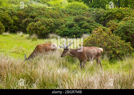 Pair of Red Deer stags, Cervus elaphus, young males with velvet antlers grazing in woodland at Lochranza, Isle of Arran, Scotland