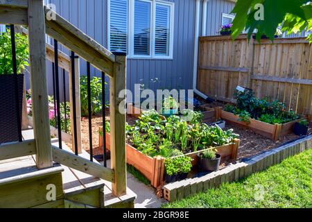 Nothing is fresher than food from your own garden. Planted in spring, this raised backyard garden bed is loaded with a variety of herbs and vegetables Stock Photo