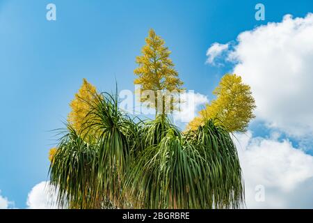 Ponytail palm a.k.a. elephant's foot (Beaucarnea recurvata) with yellow flowers - Pembroke Pines, Florida, USA Stock Photo