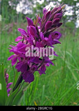 Purple,Marsh Orchid,Grappenhall,Warrington,Cheshire,England,UK,WA4 Stock Photo