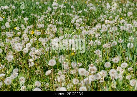 Dandelions in the Field Close Up Stock Photo