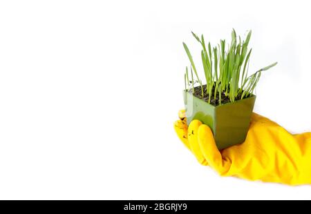 Home gardening, green grass in a container on a white background. Stock Photo