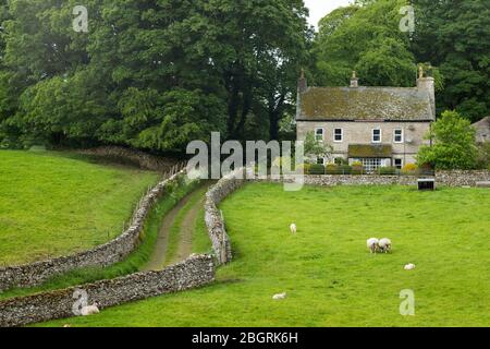 Sheep grazing in meadow and dry stone wall in Yorkshire Dales at Smardale Gill, England Stock Photo