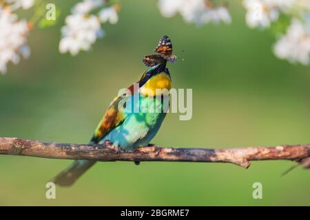 bird of paradise on a branch with a butterfly in its beak Stock Photo