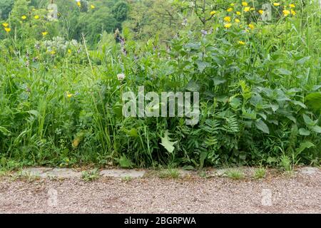 Path with lush growing wild plants in spring Stock Photo