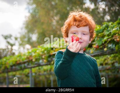 Young ginger boy picking ripe strawberries on a 'pick your own' fruit farm. Stock Photo