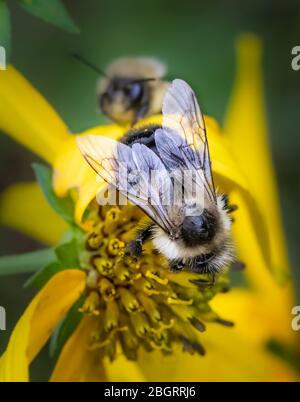 A bumble bee on a yellow daisy in a summertime meadow in eastern Pennsylvania