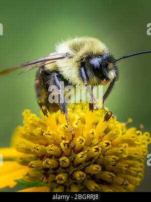 A bumble bee in a Pennsylvania meadow in summertime