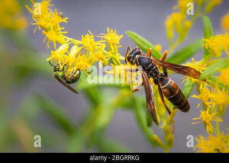 A paper wasp feeds atop a bunch of small yellow flowers Stock Photo